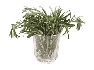 rosemary