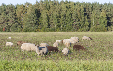 Sheeps eat on grass field