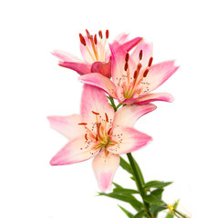 Obraz premium Lilly flowers on white