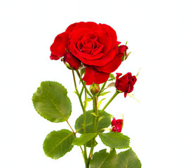 Fototapeta premium Perfect red rose isolated