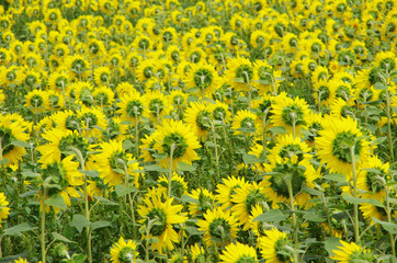 ひまわり（裏側）