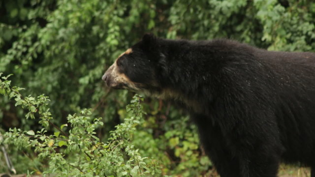 Andean bear