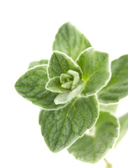 thyme herb