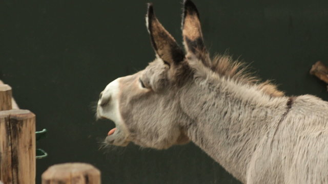 Donkey braying