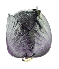 Naklejka premium Fresh red cabbage