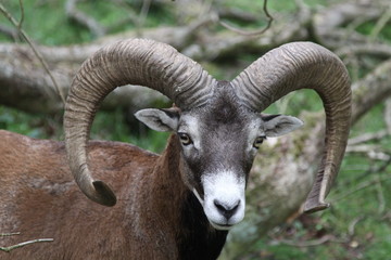 Mufflon zwischen Baumstämmen