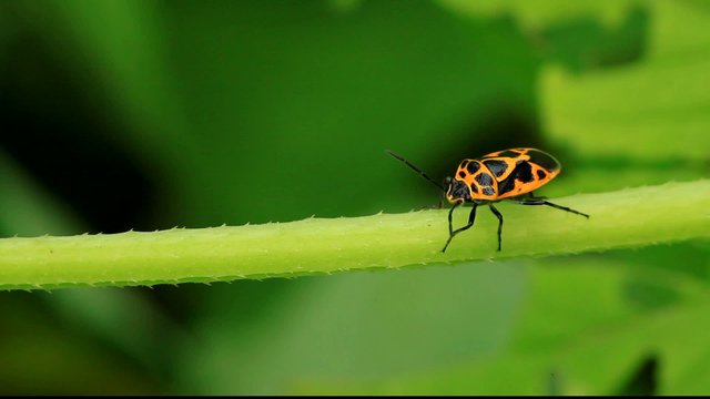 stinkbug on green leaf