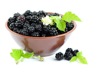 Bowl of Blackberries