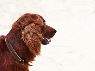 Hunting irish setter.