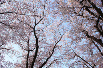 Fototapeta na wymiar Hanami