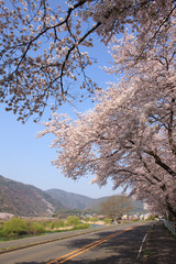 嵐山の桜