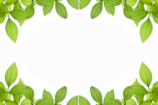 Green leave background