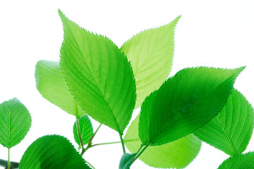 Fototapeta premium 新緑の葉っぱ