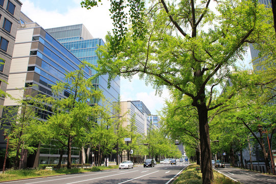 イチョウの新緑の御堂筋