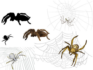 spiders and three webs isolated on white