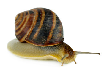 Snail isolated on white