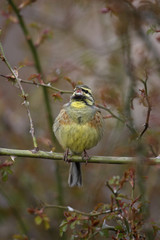 Cirl bunting, Emberiza cirlus