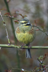 Cirl bunting, Emberiza cirlus