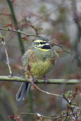 Cirl bunting, Emberiza cirlus