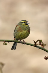 Cirl bunting, Emberiza cirlus