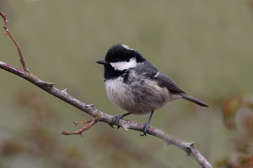 Coal tit, Parus ater
