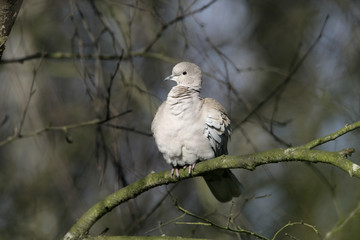 Collared dove, Streptopelia decaocto