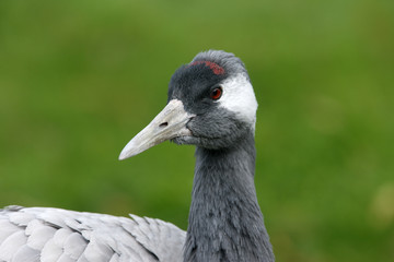 Common crane, Grus grus