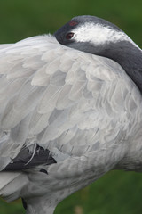 Common crane, Grus grus