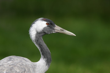 Common crane, Grus grus