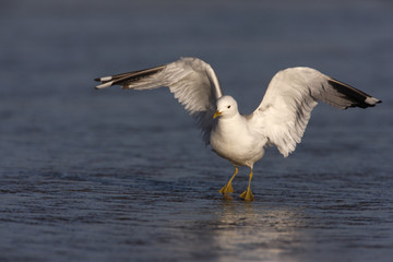 Common gull, Larus canus,