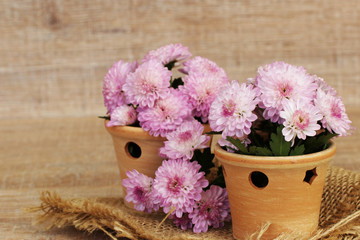 Chrysanthemen in Terracottatopof