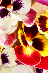Different pansies