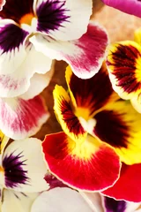 Peel and stick wall murals Pansies Different pansies
