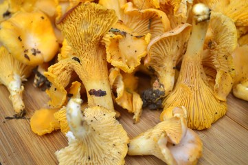 girolles