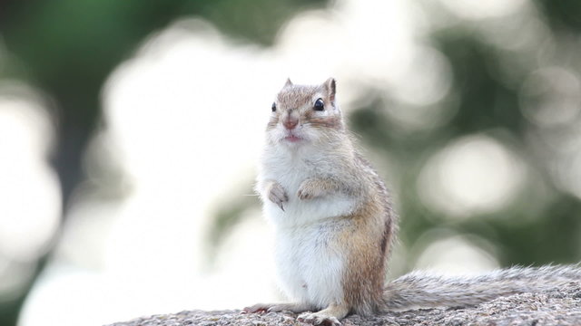 Siberian Chipmunk