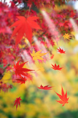 舞い散る紅葉
