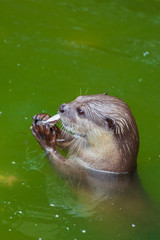 Otter eating the fish in the pool
