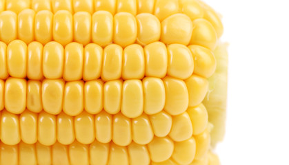 Tail of boiled corn. There is space for text.