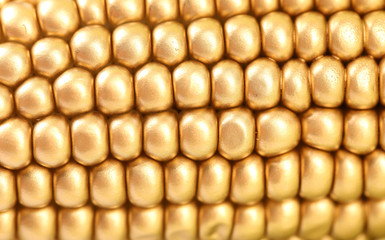 Background of golden indian corn.