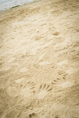 Hand prints in the sand