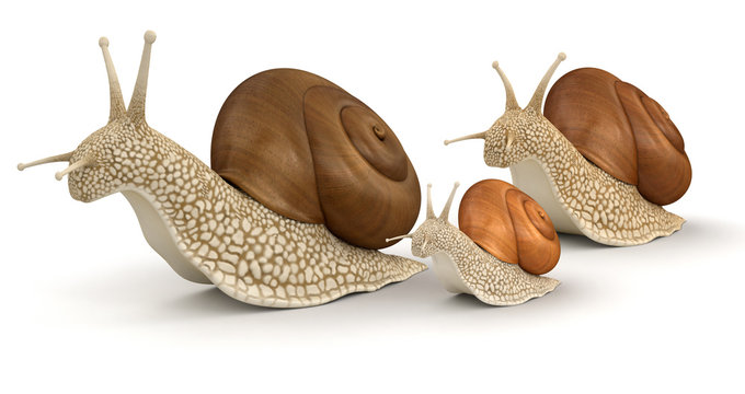 Family Snails (clipping path included)