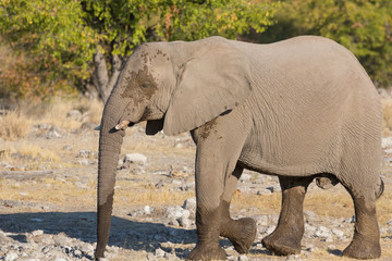 Fototapeta na wymiar walking słoń