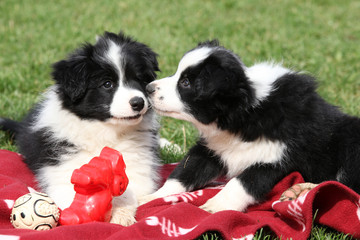 Adorable border collie puppies playing