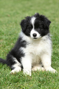 Gorgeous puppy of border collie sitting