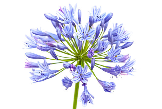 Bright blue Agapanthus flower isolated on white