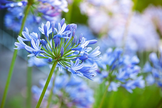 Fototapeta Macro photo of bright blue Agapanthus flowers