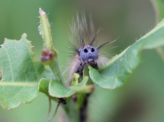 Гусеница Шелкопряда кольчатого - Malacosoma neustria