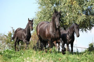 Beautiful black horses running