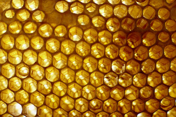 honeycomb on frame with fresh honey