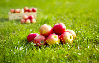 Frisch geerntete Äpfel